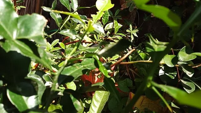 Fresh green kaffir lime or makrut lime with leaves isolated