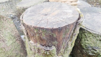 Fototapeta premium Weathered Wooden Log Cut with Mossy Bark Texture