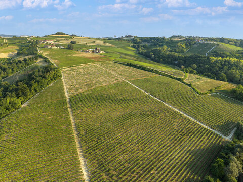 Aerial view of rolling hills covered in lush green vineyards with rows of grapevines and distant farmhouses under a clear blue sky in Monforte d'Alba, Piedmont, Italy.