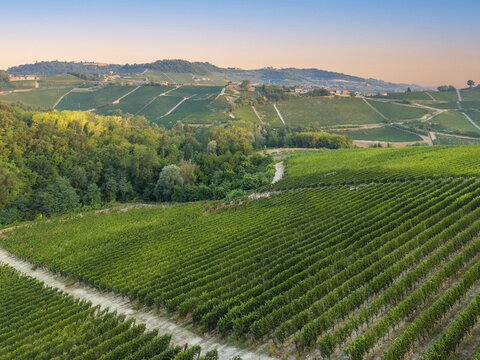 Aerial view of lush green vineyards stretching across rolling hills with patches of forest under soft golden hour light in Monforte d'Alba, Piedmont, Italy.