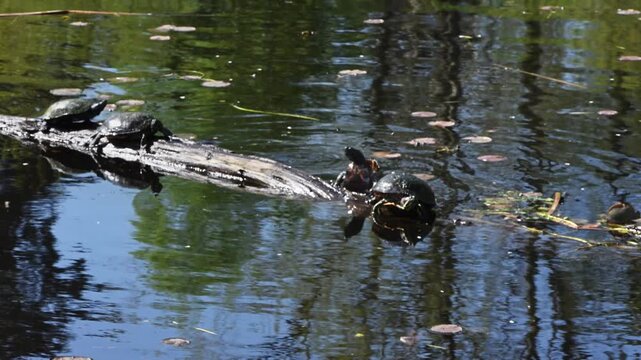 Failure, painted turtle trying to climb up on a log and falling off, Lake Washington at Juanita Bay Park
