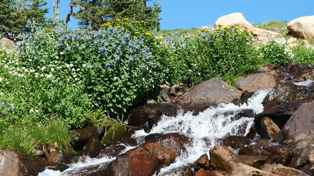 Alpine Waterfall Surrounded by Wildflowers Below Lake Isabelle in Colorado