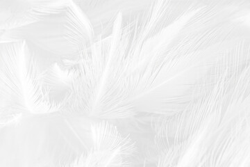 Beautiful white gray feather wooly pattern texture background © nadtytok28