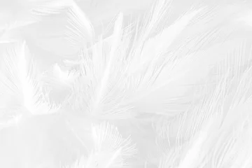 Beautiful white gray feather wooly pattern texture background © nadtytok28