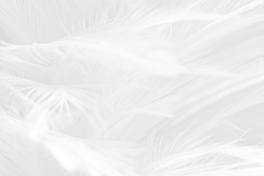 Beautiful white gray feather wooly pattern texture background