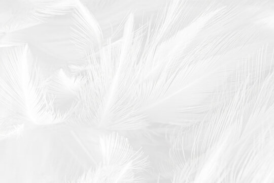 Beautiful white gray feather wooly pattern texture background