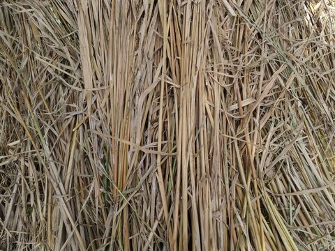 close up of straw