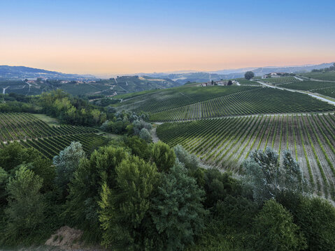 Aerial view of the rolling vineyards of Monforte d'Alba at sunset with lush green rows, distant hills, and soft golden light in Monforte d'Alba, Piedmont, Italy.