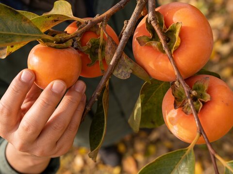 Hand Harvesting Ripe Persimmon from a Tree in Autumn