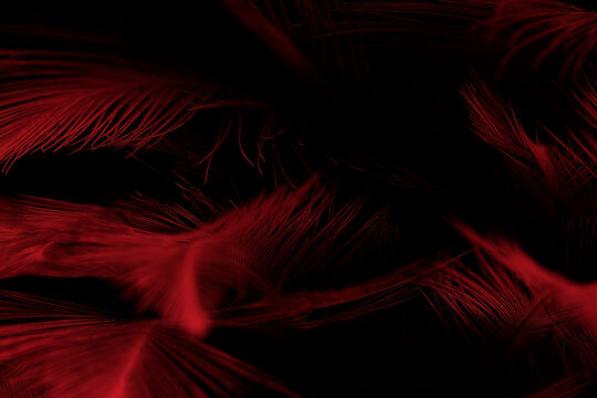 Beautiful colorful red black feather pattern texture luxury for background