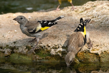 Unos jóvenes Jilgueros  en la charca (Carduelis Carduelis) © FranciscoJose