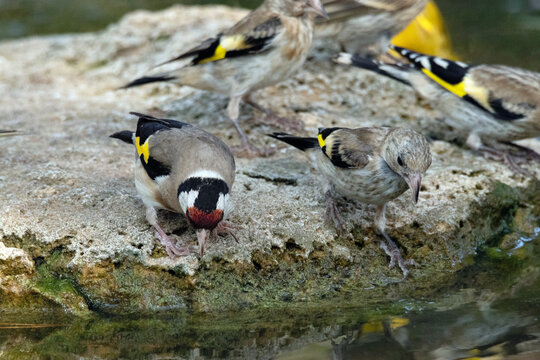 En la roca todos queriendo coger el mejor sitio para beber. Jilguero (Carduelis Carduelis)
