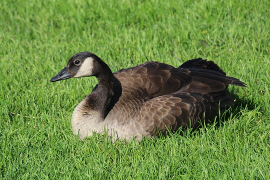 canada goose on the grass