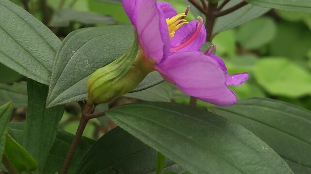 Close-up footage of a beautiful purple Melastoma malabathricum flower blooming among lush green foliage. The delicate five-petaled flower and prominent yellow stamens create a vibrant natural scene