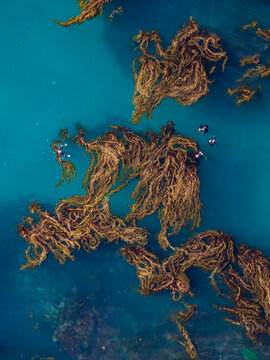 Aerial view of kelp forests floating in the clear blue ocean water with swimmers exploring the marine environment in Laguna Beach, California, United States.
