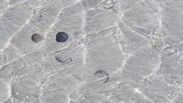 Live Sand Dollars in sand and underwater on Puget Sound beach at low tide, saltwater marine environment, sunny summer day, Pacific Northwest coast
