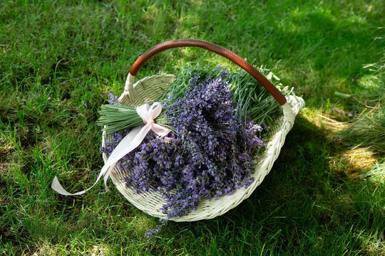 Woven basket filled with freshly harvested lavender lies on green grass. The delicate fragrance and rich purple hues of the lavender flowers create a serene and calming scene