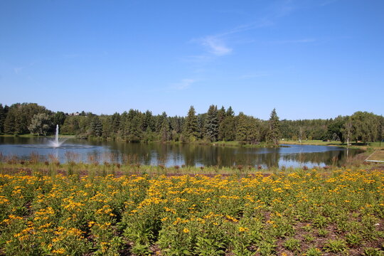 Yellow Blooms By The Lake, William Hawrelak Park, Edmonton, Alberta
