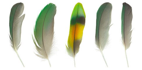Beautiful collection feather isolated on white background © nadtytok28