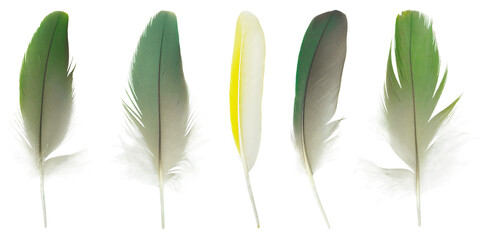 Beautiful collection feather isolated on white background © nadtytok28