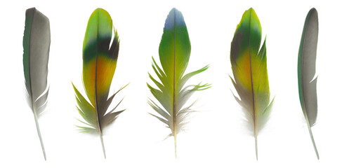 Beautiful collection feather isolated on white background © nadtytok28