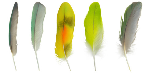 Beautiful set collection feather isolated on white background © nadtytok28