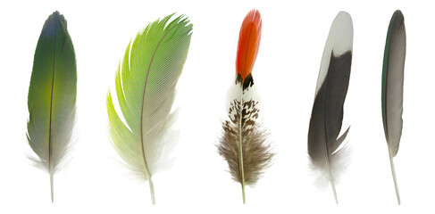 Beautiful set collection feather isolated on white background © nadtytok28