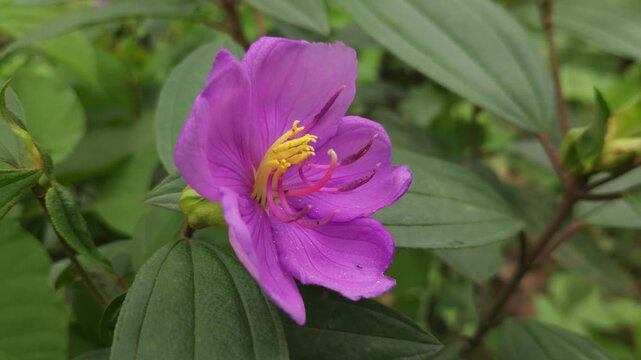 Close-up footage of a beautiful purple Melastoma malabathricum flower blooming among lush green foliage. The delicate five-petaled flower and prominent yellow stamens create a vibrant natural scene