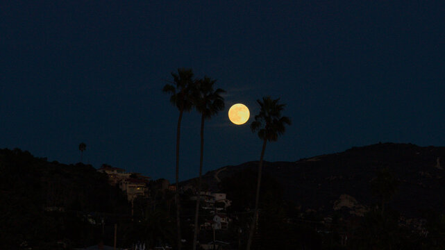 Aerial view of a bright full moon rising above silhouette palm trees and the hillside residential area of Laguna Beach, California, United States.