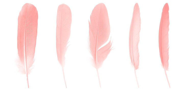 Beautiful set collection light pink feathers isolated on white background.