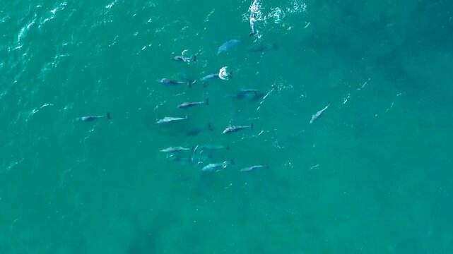 Drone aerial landscape of a dolphin pod swimming and splashing along the beachside coastline over an ocean reef and sandbar at Bateau Bay NSW Central Coast Australia nature and wildlife marine tourism