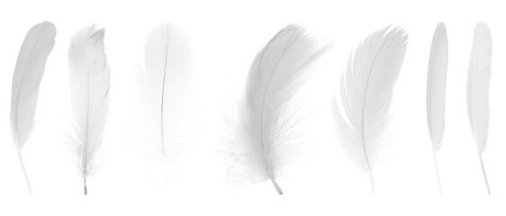 Beautiful collection sketching white feather isolated on white background © nadtytok28