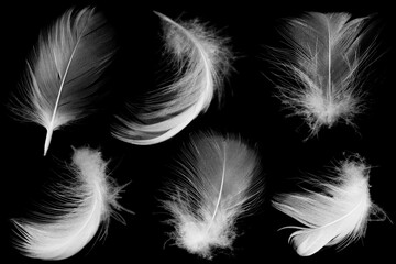 Beautiful collection white feather floating in air isolated on black background © nadtytok28