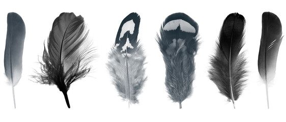 Collection black feather isolated on white background © nadtytok28