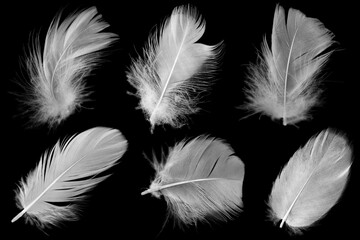 Beautiful collection white feather floating in air isolated on black background © nadtytok28