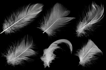 Beautiful collection white feather floating in air isolated on black background © nadtytok28