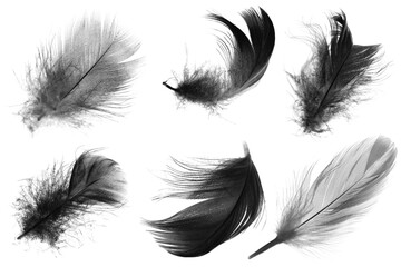 Beautiful collection black swan feather isolated on white background © nadtytok28