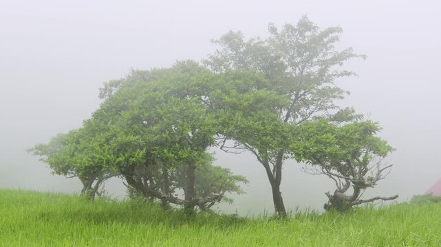 Beautiful fog rolling in over tree behind white wall of clouds