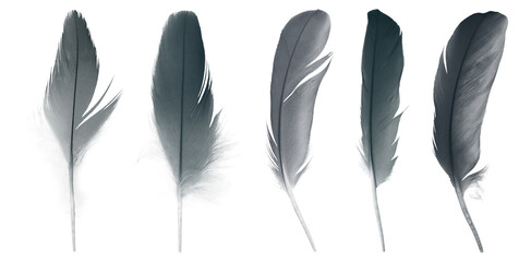 Bird crow swan black feather isolated on white background © nadtytok28