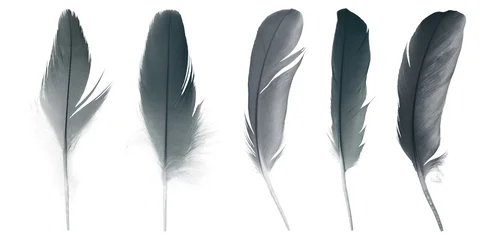 Bird crow swan black feather isolated on white background © nadtytok28