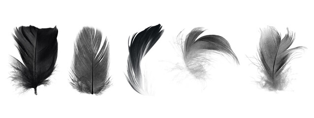Naklejka premium Bird crow swan black feather isolated on white background