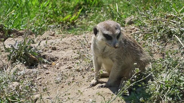 Meerkat stands on all four legs in the grass, calmly turning its head from left to right while keeping watch on its surroundings.