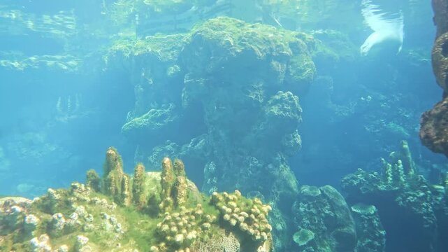 Harbor seals swim past rocks and algae in clear blue underwater habitat