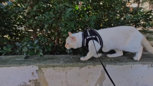 Tracking shot following a cute white cat wearing a black harness walking cautiously on a leash along a low stone wall, exploring an outdoor garden environment with green bushes.