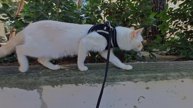 Close up tracking shot following a white cat wearing a black harness walking along a stone wall, pausing curious to look around and sniff green bushes in an outdoor garden on a leash.