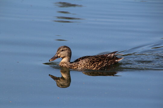 duck on the water
