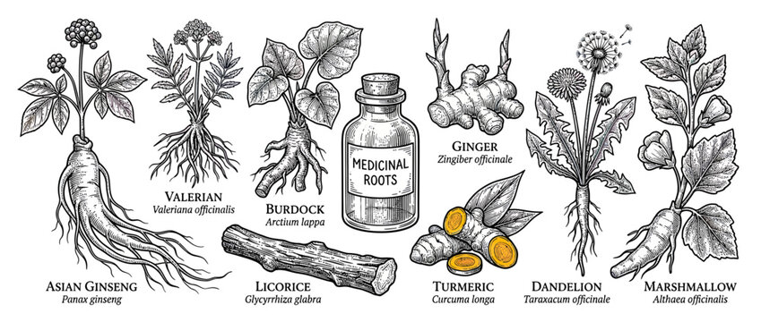 Vintage Botanical Illustrations of Medicinal Roots and Herbs