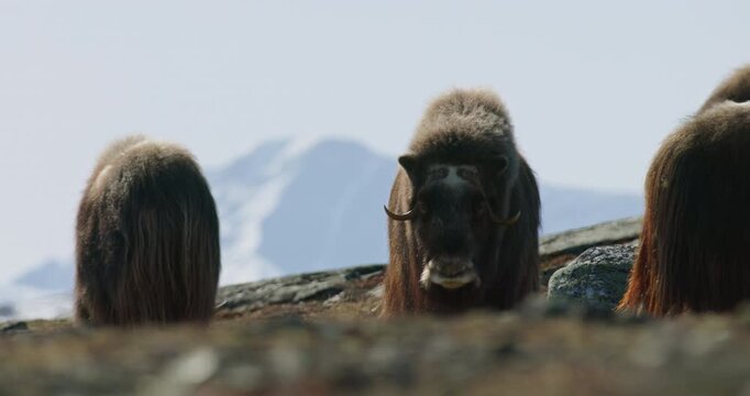 Front-Facing Muskox Portrait with Snowcapped Peaks in Dovrefjell, Norway