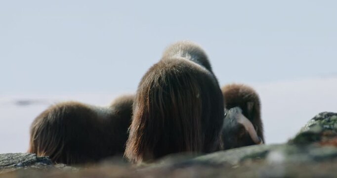 Two Muskoxen Sparring Behind a Foreground Herdmate in Dovrefjell, Norway