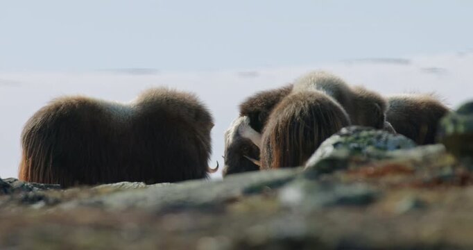 Backlit Muskox Face Framed Between Herd Members in Dovrefjell, Norway